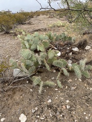 Opuntia arizonica