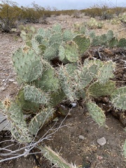 Opuntia arizonica