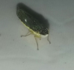 Cicadellidae