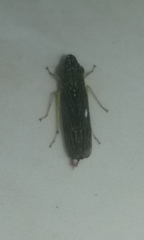 Cicadellidae