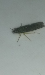 Cicadellidae