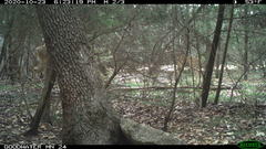 Odocoileus virginianus