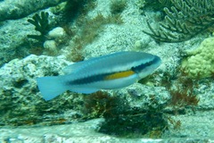 Striped Parrotfish photo 5