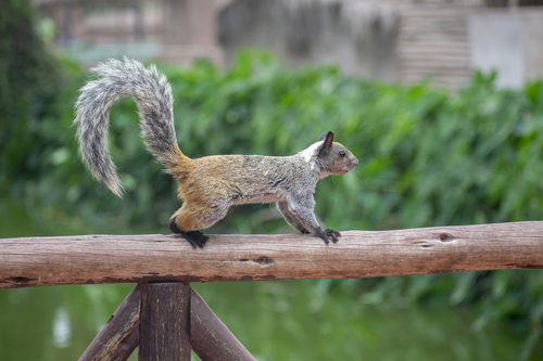 White-naped Squirrel, Fund Pando, San Miguel 15088, Perú, photo 6 of 10