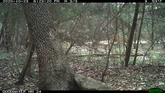 Odocoileus virginianus