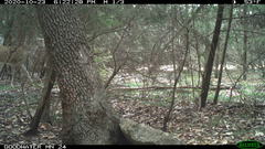 Odocoileus virginianus