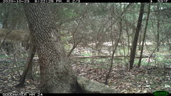 Odocoileus virginianus