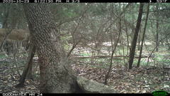 Odocoileus virginianus