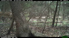 Odocoileus virginianus