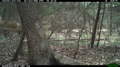 Odocoileus virginianus