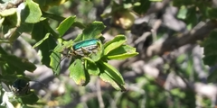 Trirhabda flavolimbata