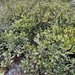 Grey Mangrove - Photo (c) Colin Meurk, some rights reserved (CC BY-SA), uploaded by Colin Meurk