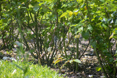 Conirostrum cinereum