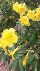 Tecoma stans