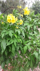Tecoma stans