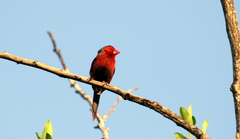 Neochmia phaeton phaeton