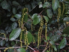 Mallotus polyadenos