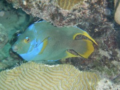 Holacanthus bermudensis