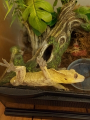 Correlophus