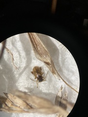 Longitarsus jacobaeae