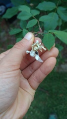 Oechalia schellenbergii