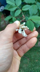 Oechalia schellenbergii