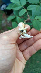 Oechalia schellenbergii