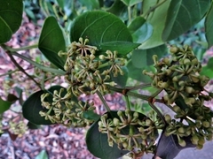 Cissus vinosa