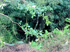 Erythrina ×sykesii