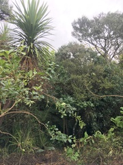 Erythrina ×sykesii
