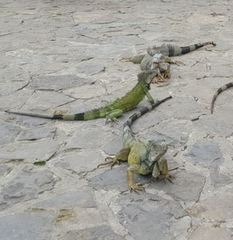 Iguana iguana