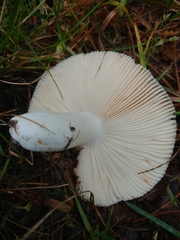 Russula grisea