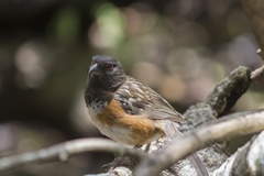 Pipilo maculatus socorroensis