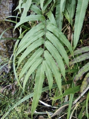 Menisciopsis penangiana