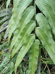 Menisciopsis penangiana
