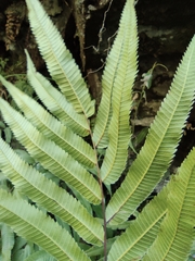 Menisciopsis penangiana