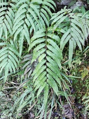 Menisciopsis penangiana