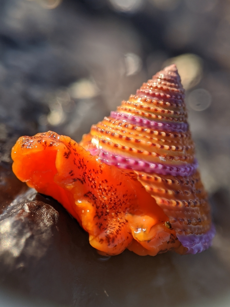 purple-ring topsnail