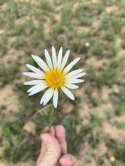 Berkheya zeyheri