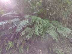 Menisciopsis penangiana