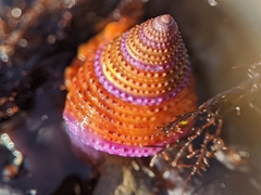 Calliostoma annulatum
