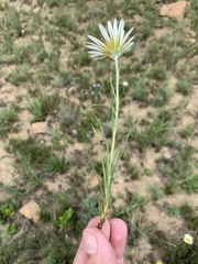 Berkheya zeyheri