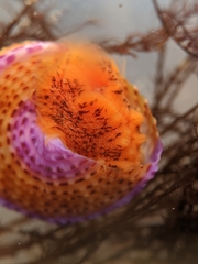 Calliostoma annulatum
