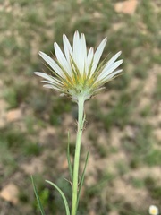 Berkheya zeyheri