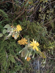 Crepidiastrum denticulatum