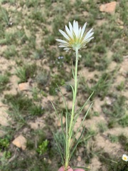 Berkheya zeyheri