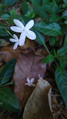 Pseuderanthemum variabile