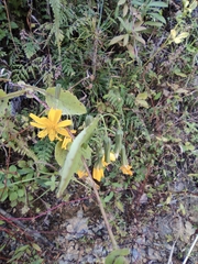 Crepidiastrum denticulatum