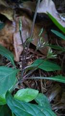 Pseuderanthemum variabile