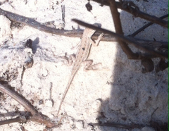 Holbrookia propinqua